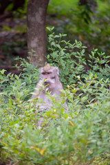 Cute monkey lives in a nature reserve forest of Alas Simpenan Kediri Indonesia. Close up. Animal. Japanese macaque.