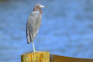 grey egret perched on round wooden post blue water bokeh background