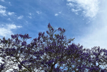 Blooming Jacaranda Tree under Blue Sky