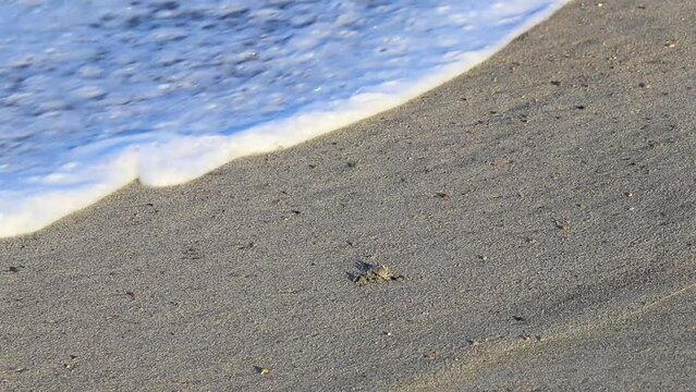 Tiny sand beach crab crabs run dig around on beach.