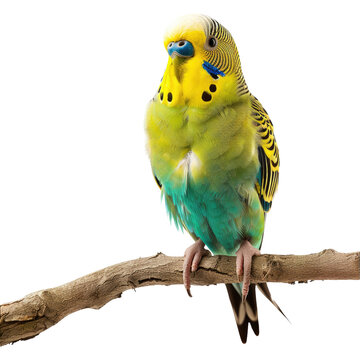 A lone budgie set against a transparent background