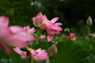 Blooming lotus