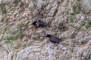 Black Oystercatchers at Bodega Head preening their feathers