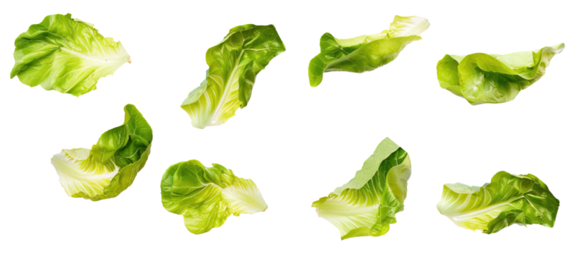 Lettuce leaves floating over isolated white transparent background