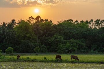 Rice fields and buffaloes at sunset.