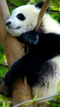 Giant panda bear cub on a tree. Chengdu, Sichuan, China