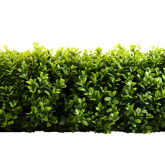 Obraz premium foliage of green bushes for decoration