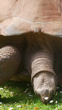Galapagos tortoise eating. Giant turtle of the Galapagos Islands