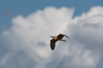 American Bittern soaring in the clouds at Ellis Creek Water Recycling Facility 