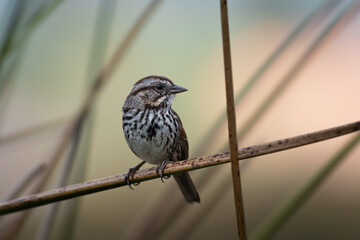 Song Sparrow on a perch on the reeds at Ellis Creek Water Recycling Facility 