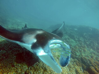 Fototapeta premium Reef manta ray (Manta alfredi) feeding above the reef in Fiji