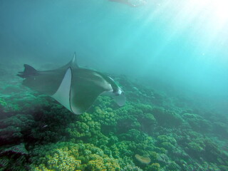 Reef manta ray (Manta alfredi) feeding above the reef in Fiji