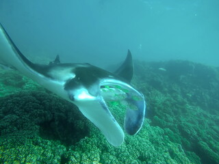 Reef manta ray (Manta alfredi) feeding above the reef in Fiji