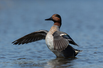 Male Green-winged Teal displaying its beautiful wings on the edge of a pond at Ellis Creek Water...