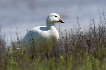 Ross's Goose near the edge of a pond at Ellis Creek Water Recycling Facility