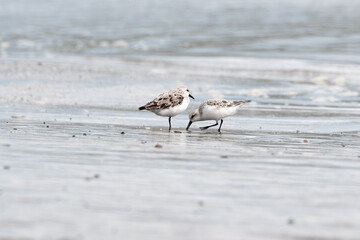 A pair of Sanderlings foraging on Doran Beach at low tide