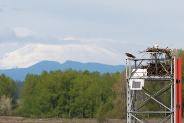 View from Sauvie Island of an Osprey perching next to its nest with Mt. St. Helens in the background 