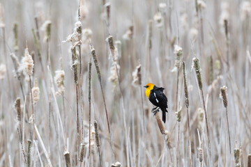 Yellow-headed Blackbird perching on a cattail in the wind at Ridgefield National Wildlife Refuge 