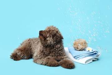 Cute Poodle dog with towels, bath sponge and soap bubbles on blue background
