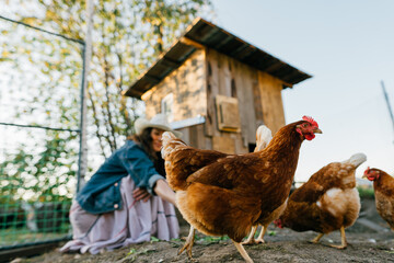 A large red hen close-up in a chicken coop while being fed by a female farmer. Eco-friendly lifestyle with free-range chicken feeding. Rural scene, organic farming