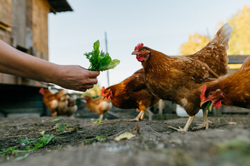 A woman's hand feeds green leaves to a group of red hens on a private farm. Brown chickens close up on free range outside, organic farmer feeding chickens grass