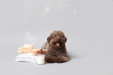 Cute Poodle dog with towels, bath sponge, bottle of shampoo and soap bubbles on grey background