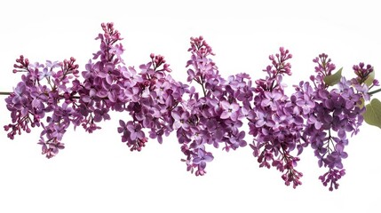 Stunning purple syringa lilac blooms stand out against a clean white backdrop
