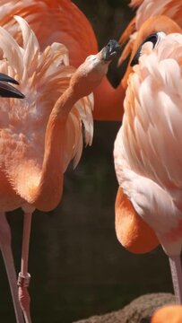 American Phoenicopterus ruber chilensis and Chilean Flamingos Phoenicopterus chilensis beautiful colorful birds close up in water