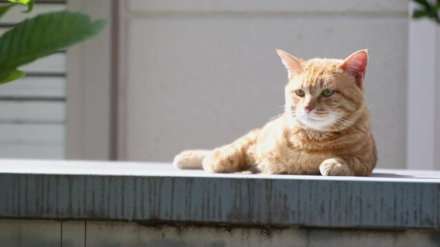 ひなたぼっこを終えて立ち去るかわいらしい茶トラ猫