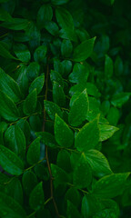 雨上がりの濃緑色葉のクローズアップ