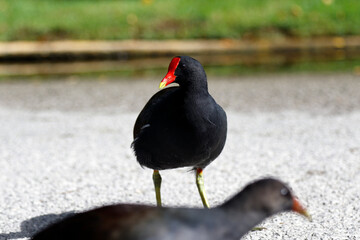 Portrait d'une Poule d'eau commune 