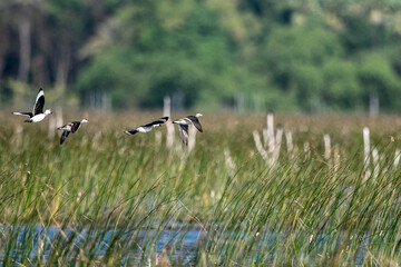  Cotton pygmy goose ducks in the migration season