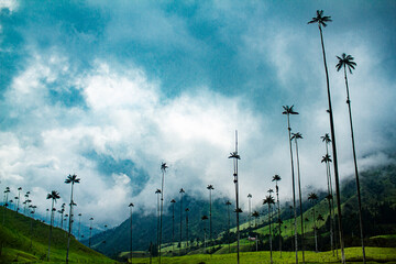 Landscape with palms Sky - Cocora Valley Salento Colombia - National Park