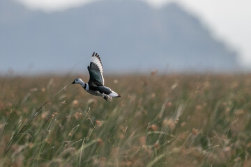  Cotton pygmy goose ducks in the migration season