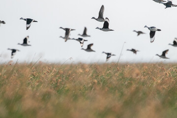  Cotton pygmy goose ducks in the migration season