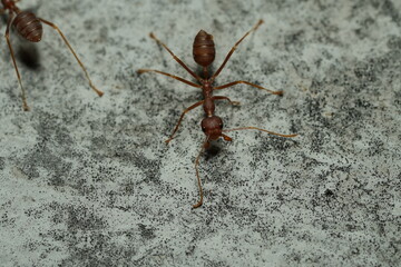 Oecophylla smaragdina, commonly known as the green tree ant or weaver ant, is a species of ant...