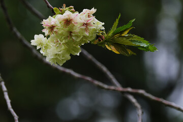 雨の日のウコン桜