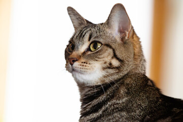 Selective focus close up of a house cat living domestic life copy space background image
