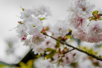 Cherry Blossom Flower in spring