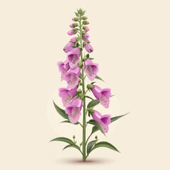 Illustration of elegant purple foxglove flowers with spotted throats, on a plain background. - obrazy, fototapety, plakaty