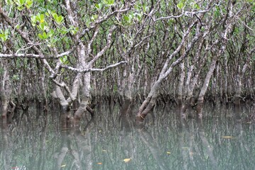 Mangroves grow on the coastal land by brackish water