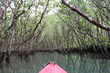 Kayaking the calm water of the mangrove forest in Amami Oshima Island