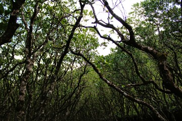Dense mangrove forest in Amami Oshima Island