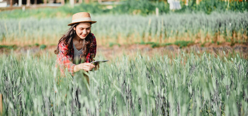 Agronomist with a straw hat and plaid shirt uses a tablet while examining a wheat field.