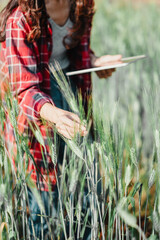 Close-up of an agronomist's hand touching wheat stalks while holding a tablet in a green field.