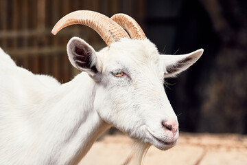 Bioparque do Rio de Janeiro