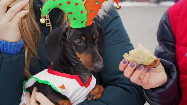 Female owner holds dachshund dressed in jester hat. Young woman and friend eat pancakes while treating beloved pet to delicious dessert