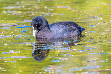 Eurasian Coot in the pond at Mayfield Garden