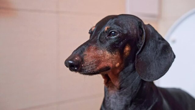 Black dachshund sits quietly finding cozy spot in bathroom. Purebred dog sits on edge of white toilet seat watching actions in bathroom
