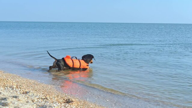 Puppy adorned in inflatable vest gazes at sea water and wags tail on summer beach. Adorable pet stands in water poised for active swim in ocean